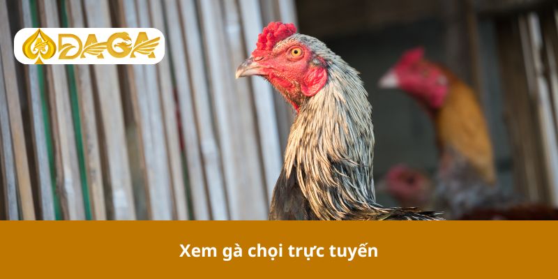 Xem gà chọi trực tuyến